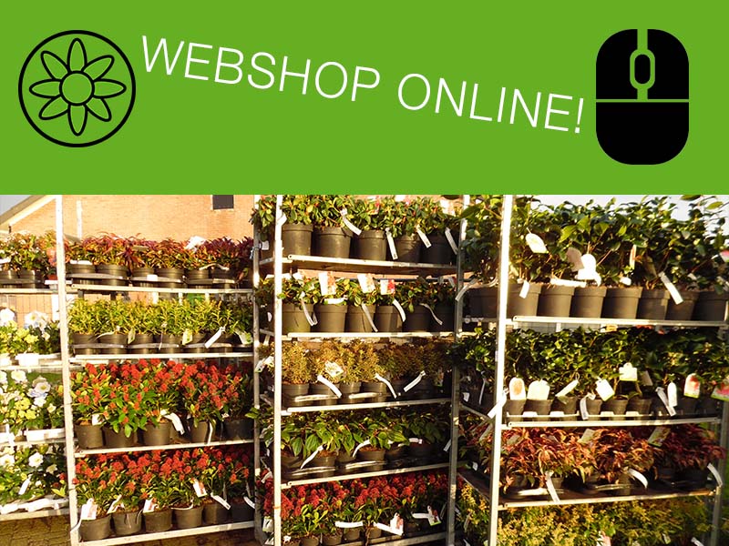 Duwen Consequent Penetratie Tuinplanten-webshop-online - Veiling Vaassen: Groothandel planten l Bestel  als hovenier en tuincentrum online tuinplanten en bomen