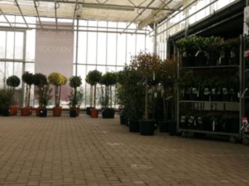 groothandel-tuinplanten-_0000_indoor-store-4 - Veiling Vaassen: Groothandel l Bestel als hovenier en tuincentrum online tuinplanten